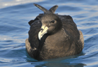 White-chinned petrel275 copy.jpg